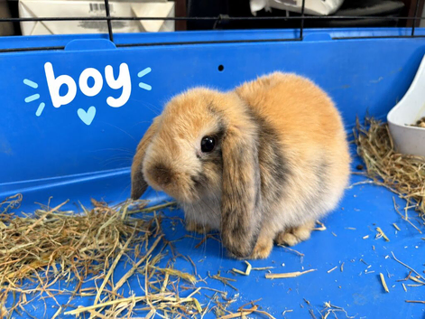 Gorgeous Mini Lop Babies Ready Now!