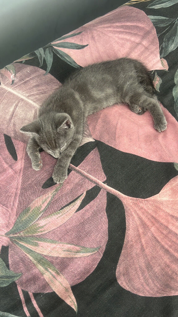 10 week old grey male