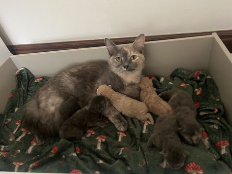 stunning 3/4 ragdoll kittens for 5 star homes