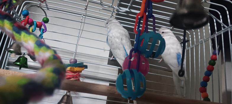 Budgies