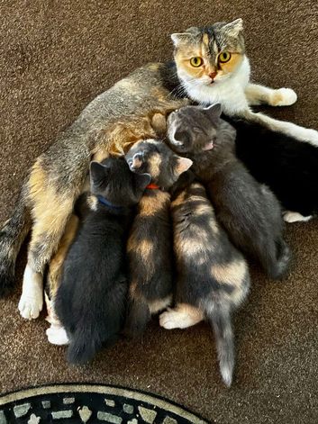 4 Scottish Fold Kittens for sale