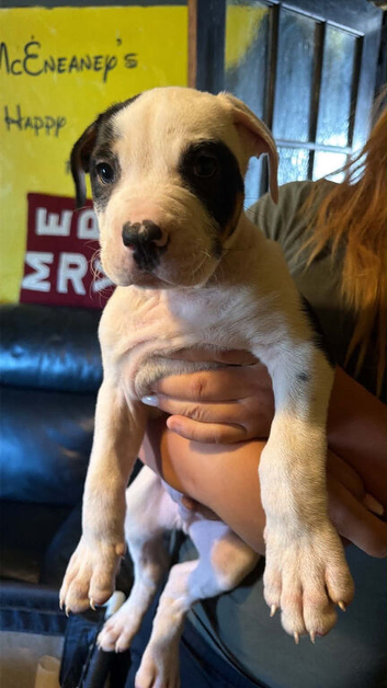 mastiff cross ridgeback puppies for sale