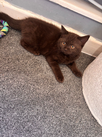 British short hair half ragdoll