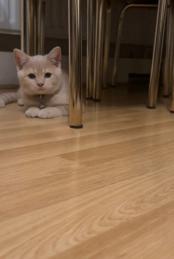 British shorthair