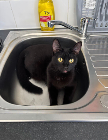 Domestic shorthair cat