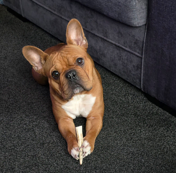 Fenchie x Victorian bull