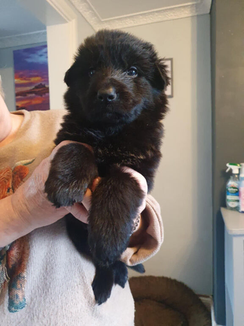 Stunning  straight backed long haired GSD puppies