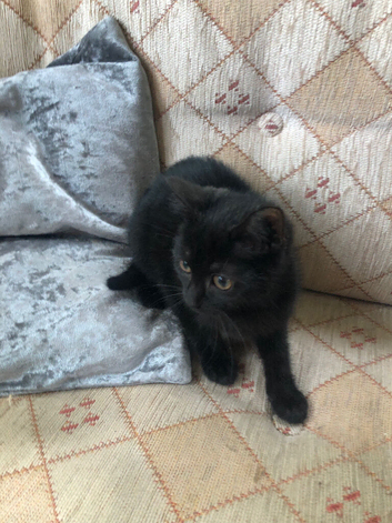 Girl kitten last one left! Ready now!