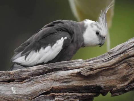Young cockatiel