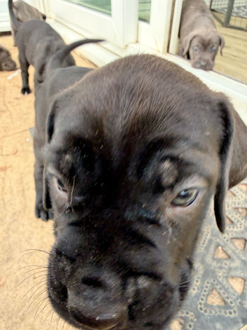Beautiful cane corso puppies