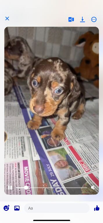 Dachshund puppies