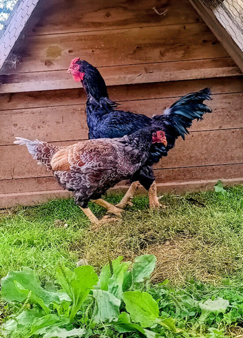 Pair Indian (also called) Cornish Game LARGE FOWL