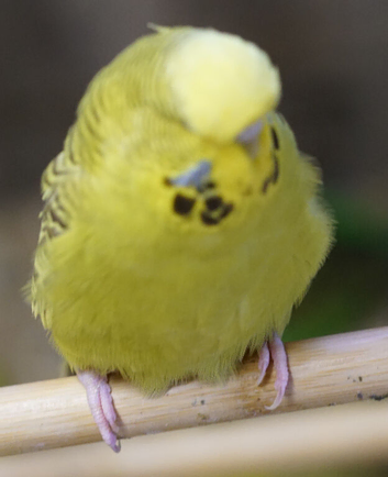 Budgies