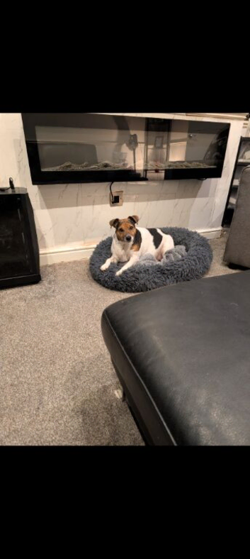 Jack Russell bitch 7 years old