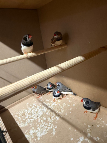 7 Male Zebra Finches
