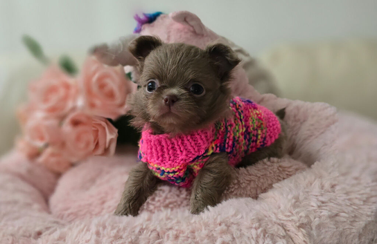 Xx stunning chihuahua longcoat puppies Xx