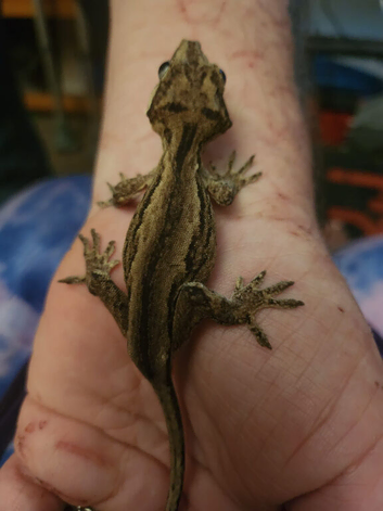 Young Gargoyle Gecko with setup