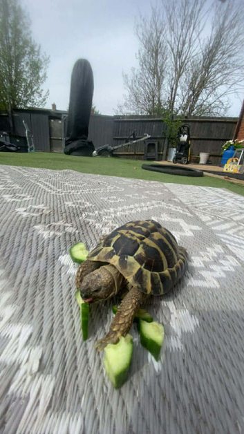 5year old male tortoise