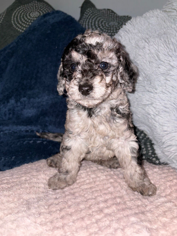 GORGEOUS F2B COCKAPOOS