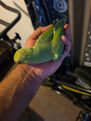 Indian Ringneck With Cage