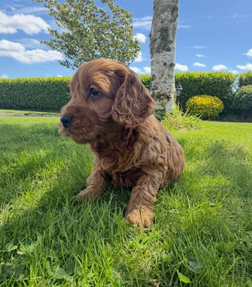 Quality Cockapoo Puppies