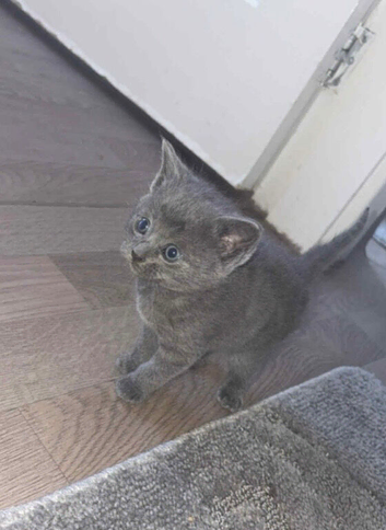 3 British shorthair kittens