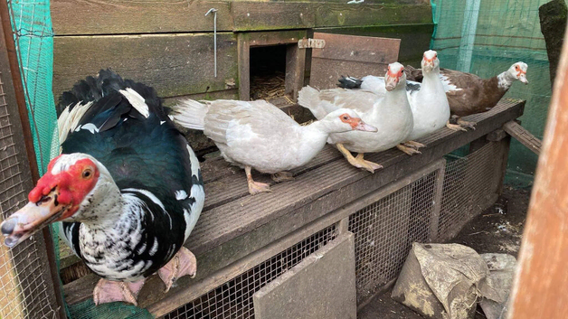 Muscovy Duck Hatching Eggs