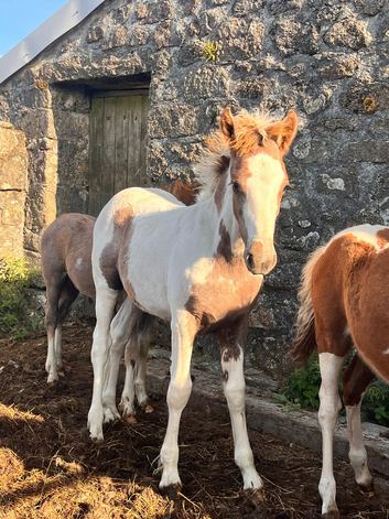 Quality Fillies and Colts for sale!