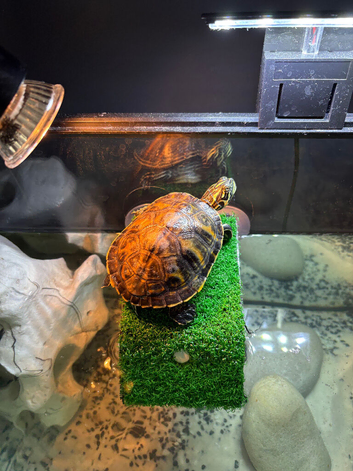 Young Florida red bellied turtle
