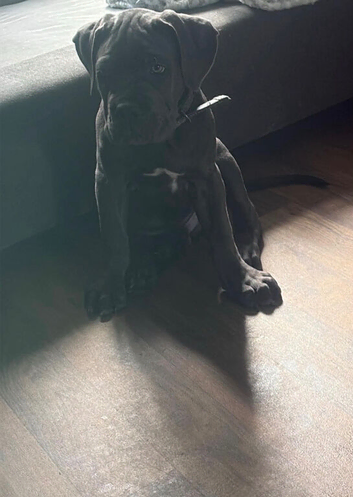 Male cane corso puppy