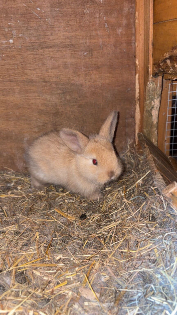 Beautiful baby rabbits ready now