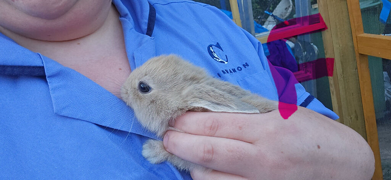Mini lop x american blue