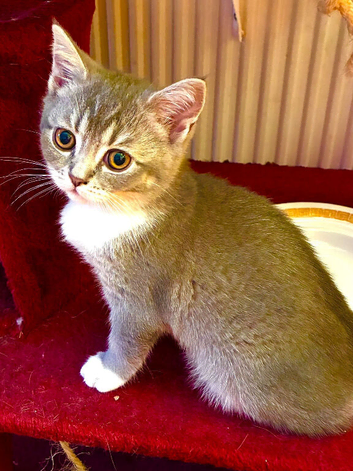 SALE SALE 3 Scottish Fold kittens yearning for their new homes