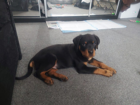 roitweiller puppy