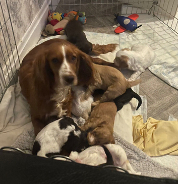 Stunning F1 Cockerpoo Babies