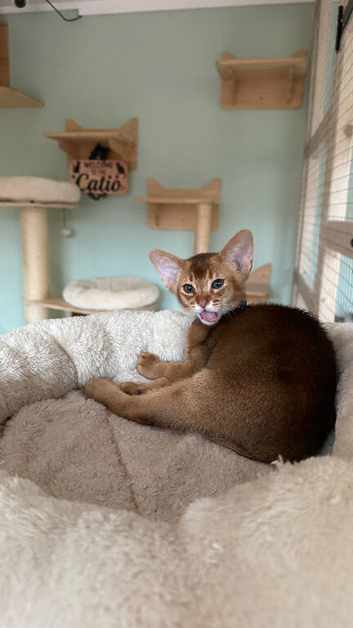 Abyssinian Tica reg. kittens