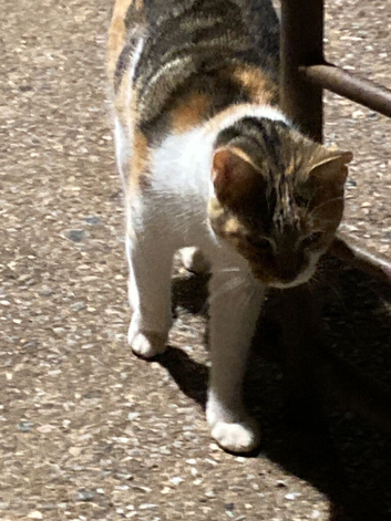 Playful kittens forsale