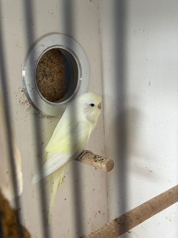 Baby budgie