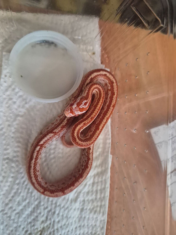 baby cornsnakes,amel tessara 2026