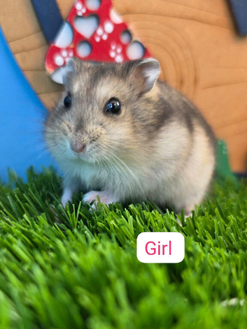 Dwarf Hamster Baby Babies Male & Female