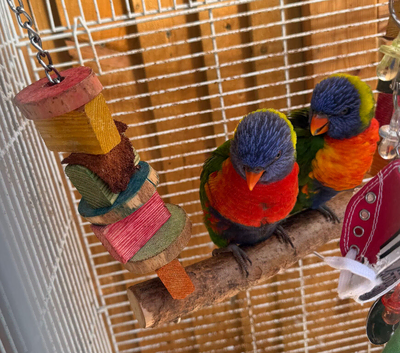 Two Beautiful Rainbow Lorikeets for Sale