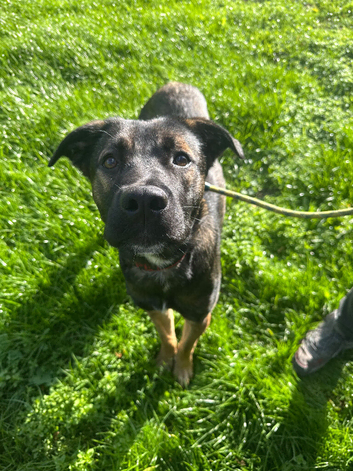 Beautiful boy looking for forever home