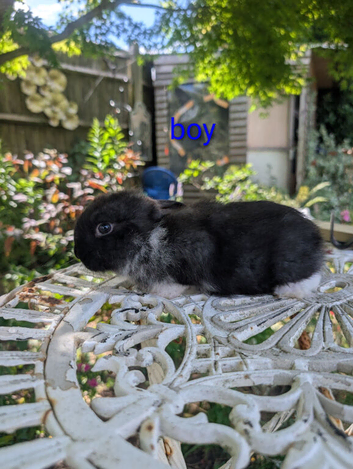 7 french lop babies for sale