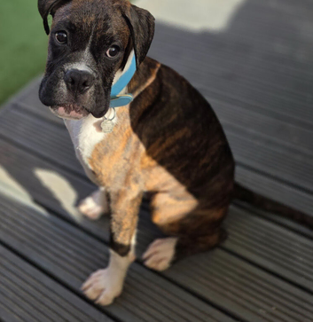 6 Month Old Brindle Male Boxer