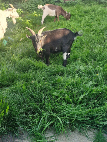 Billy for sale