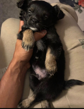 Puppy male pomchi