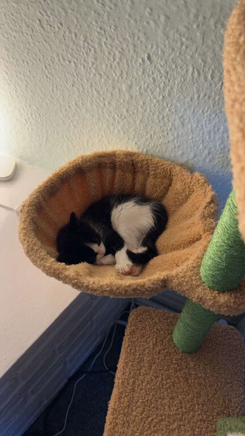 Fluffy black and white female