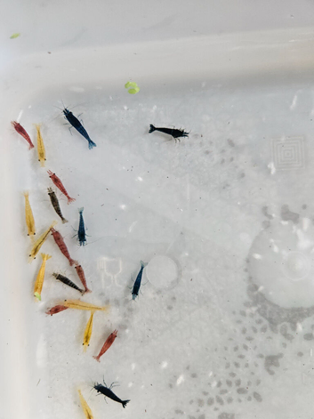 Cherry shrimps, delivery or collection welcome, shipped next day with tracking and guarantee arrive alive or money back