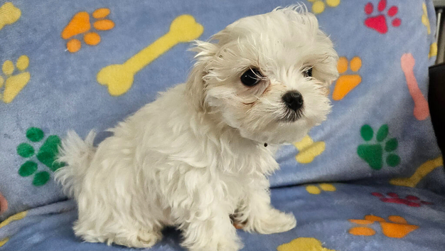 Beautiful Maltese puppy for sale