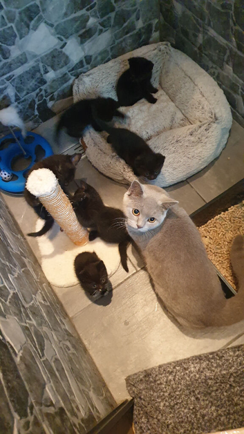 6 black british shorthair x including full British shorthair mum